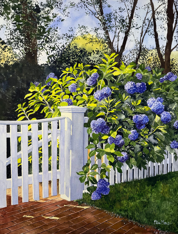 Edgartown Hydrangeas